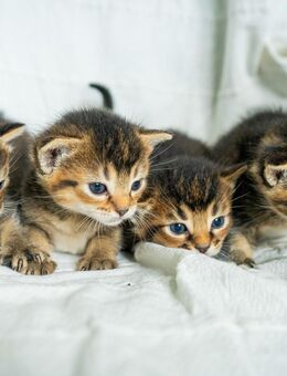 Wunderschöne Kitten Abessinier Mix suchen ein liebevolles Zuhause - Hiddenhausen