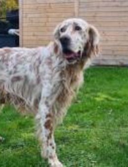 Chaplin ein bezaubernder Chameur - Eixen