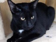 Lieber und freundlicher Kater Inky - Karlsruhe