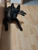 Schäferhund mischlingswelpe in 29525