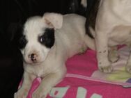 Welpen Jack russel Mix - Herford (Hansestadt)