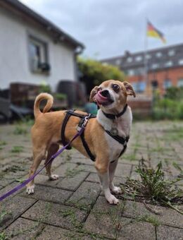 Ozzy sucht sein Zuhause - Celle