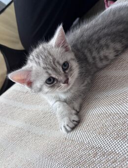 Letze Chance btk kitten katzenbabys britisch kurzhaar - Lollar