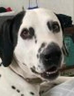Limon sucht ein Zuhause - Neustadt (Wied)