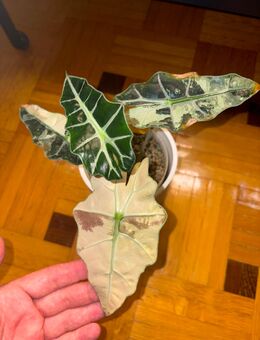 Alocasia Polly Pink - Nusplingen