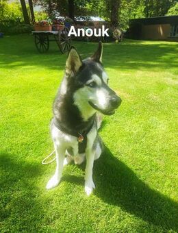Anouk - Külz (Hunsrück)
