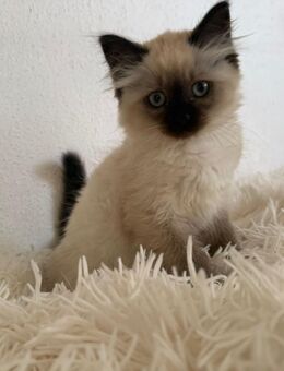 Ragdoll/Cheburim Kitten - Olpe