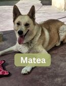 MATEA, w., kastr., SH-Mix, ca. 60 cm in 78354