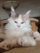 Maine Coon Traum in 85098