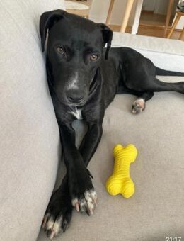 Dolly 💜💜💜 sucht sicheres Zuhause - Bad Karlshafen