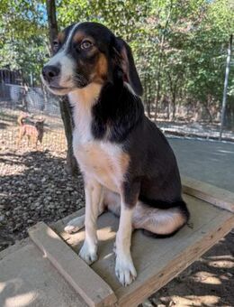 Loara möchte ihr Herz vergeben, an Dich? - Schwabach