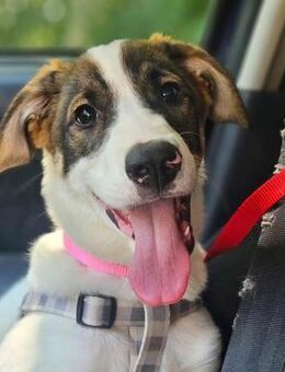 Luna sucht ihr Glück - Blaustein