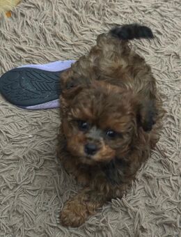 Maltipoo Welpen - Dresden