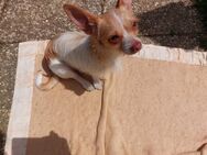 Chihuahua-Zwergpinscher, RÜDE - Junghund - Langscheid