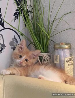 Maine Coon Kater - Herzberg (Harz)