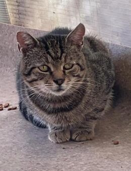 Kater Karlo wartet auf sein Zuhause! - Waakirchen