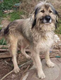 SAMSON - findet er bald sein Glück? - Aerzen