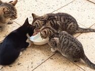 katzenkinder suchen ein neues Zuhause - Möckern Grabow