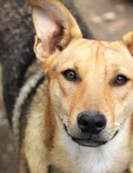 Keanu ist so ein süßer + offener Kerl! - Karben