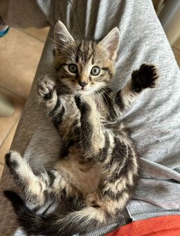 Süßes Katzenbaby/ Babykatze/ Kitten - Mintraching