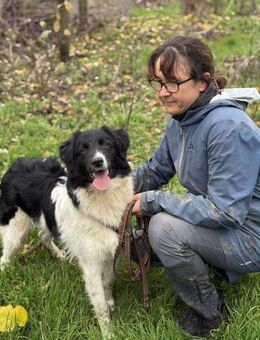 Azorel, verschmuster Hund - Lindenberg (Rheinland-Pfalz)
