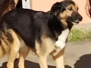 Lupetta - älteres Mädchen sucht Liebe - Grevenbroich