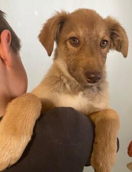 🌟Verspieltes Welpenmädchen Sienna🌟 - Eislingen (Fils)