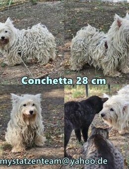 Conchetta sucht ein ruhiges Zuhause - Schafflund