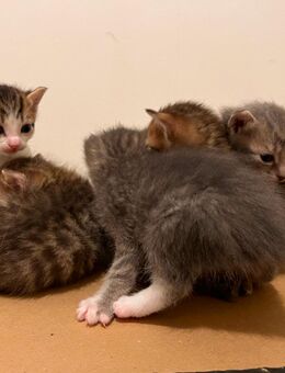 5 Süße Halb BKH Kitten suchen neues Zuhause - Bischofsheim