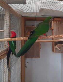 1,1 Königsittiche u 2x Halsbandsittiche - Schwerstedt (Landkreis Sömmerda)