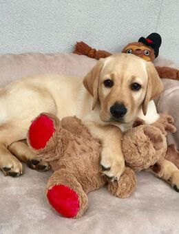 Rüde Labrador Welpe - Gladbeck