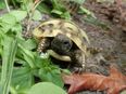 Griechische Landschildkröten (THB), NZ 2022 in 32351