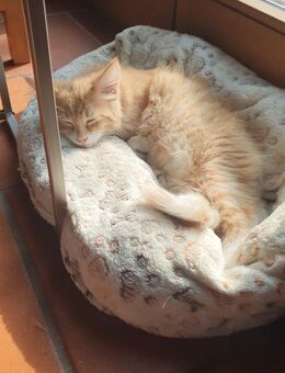 Main Coon Katze - Waldkirch