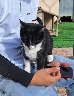 Wunderschöne Katze Ratona - Karlsruhe