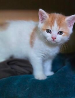 Kitten Bkh Kater - Berlin