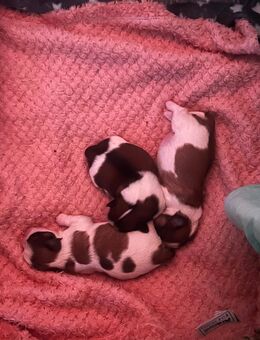 Imperial Shih Tzu toy suchen Ende November neuen Dösenöffner! - Köln