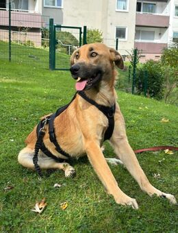 ROXY-eine Seele voller Lebensfreude und Sehnsucht nach Nähe - Hattingen