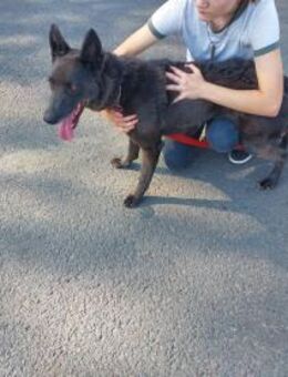 Dorka ist auf der Suche nach dem Glück ! - Dortmund