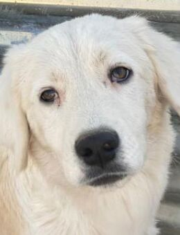 Havoc, geb. ca. 03/2025, GRIECHENLAND - Euskirchen