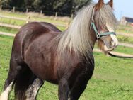 Irish Cob / Tinker Stute , tragend mit Fohlen bei Fuß - Rohrberg (Sachsen-Anhalt)