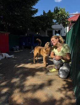 🆘💛Lieber Loyd sucht Herzmenschen💛🆘 - Eislingen (Fils)