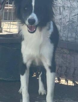 Süsser KESCHA sucht Familie - Neuberg