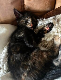 Ich verkaufe 2Babykatzen - Prosselsheim