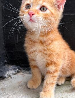 Kitten sucht ein neues Zuhause geb. 01. Juli 2025 - Zirndorf