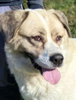 HEIDI 2 sucht ihre Menschen - Gefrees