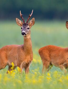 Rehfleisch direkt vom Jäger aus eigener Jagd - Bad Birnbach
