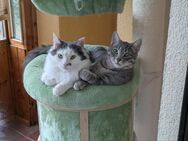 2 Kater suchen ein neues und liebevolles Zuhause mit Freigang - Neustadt (Aisch)