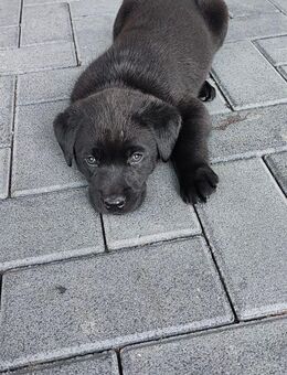 Labrador Welpen - Gardelegen (Hansestadt) Miesterhorst