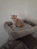 Biritich shorthair in 50827