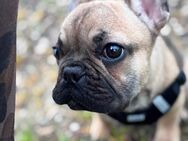 French Bulldog Welpe Französische Bulldogge - Tettnang